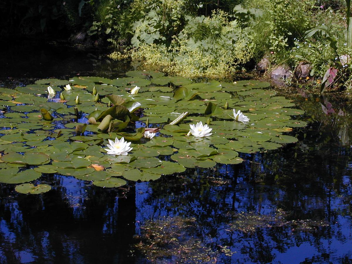 Seerose Alt Wendischthun Exterior foto